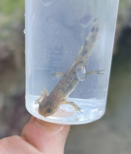Avistamiento Salamandra común (Sierra Nevada)