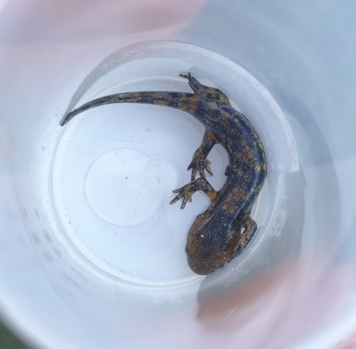 Avistamiento Salamandra común (Sierra Nevada)