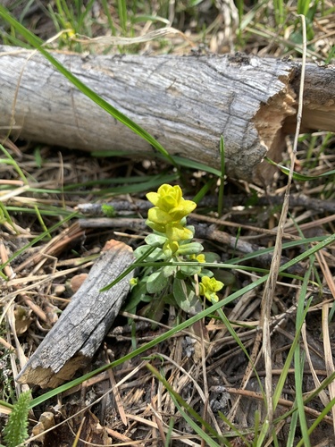 iNaturalist observation photo of Mustard Flower Rust