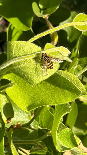 Unknown species found near Cordelia Rd, Fairfield, CA, US