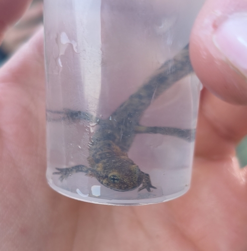 Avistamiento Salamandra común (Sierra Nevada)