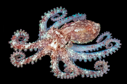 Common Octopus