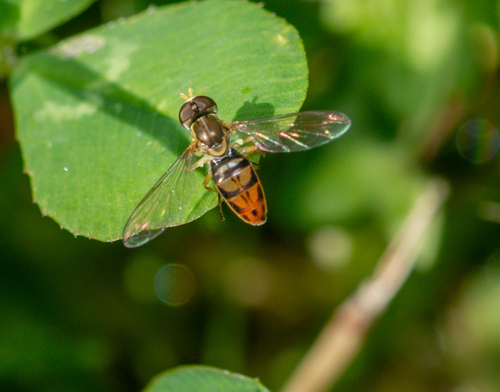 Unknown species found near North Hollywood, Los Angeles, CA, USA