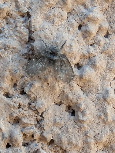 Unknown species found near Corrales, NM, USA