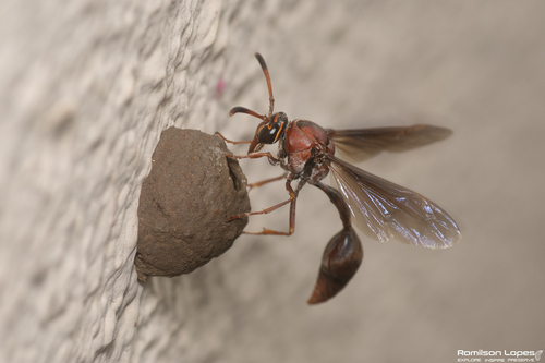 Zeta argillaceum
