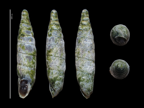 Clausilia bidentata bidentata
