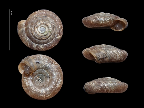 Gonyodiscus rotundatus