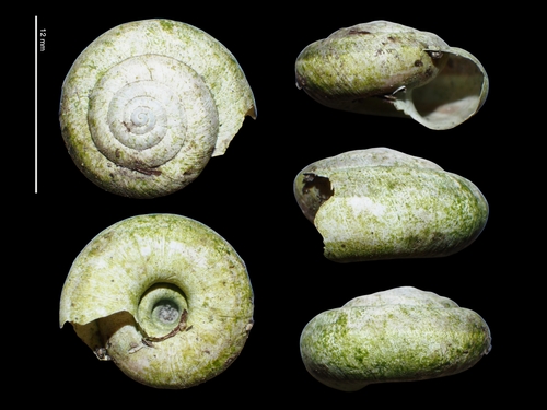 Helicella itala