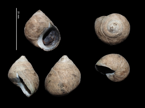 Littorina littorea