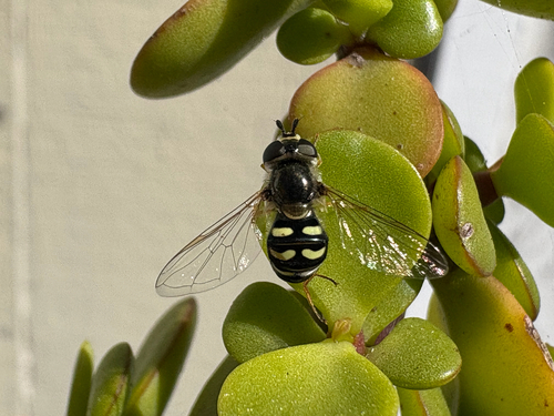 Unknown species found near Green Valley Rd, Watsonville, CA, US