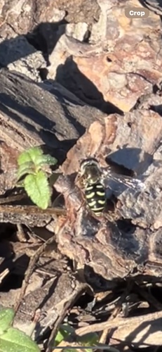 Unknown species found near Uinta-Wasatch-Cache National Forest, Salt Lake City, UT, US