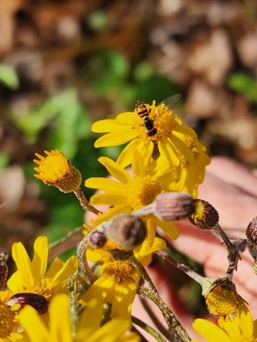 Unknown species found near Flat Rock, NC 28731, USA