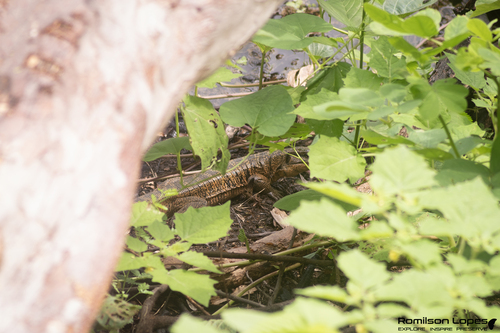 Gold Tegu