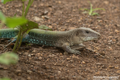 Giant Ameiva