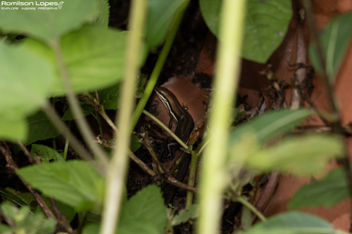 Heath's Small-headed Skink