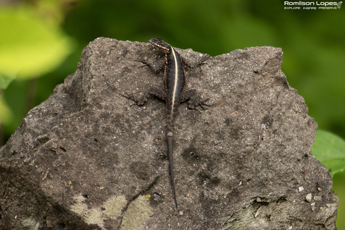 Striped Lava Lizard