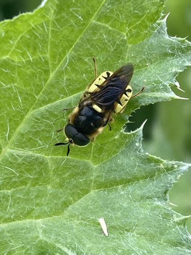 Unknown species found near Crows Landing, CA, US