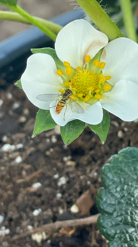 Unknown species found near Fennell Ct, San Diego, CA, US