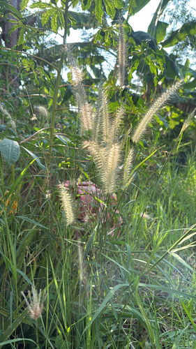 feathery pennisetum