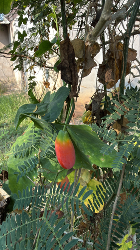 Ivy gourd