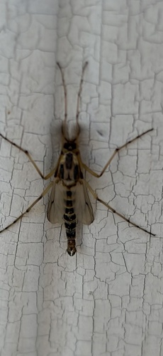 Unknown species found near United States