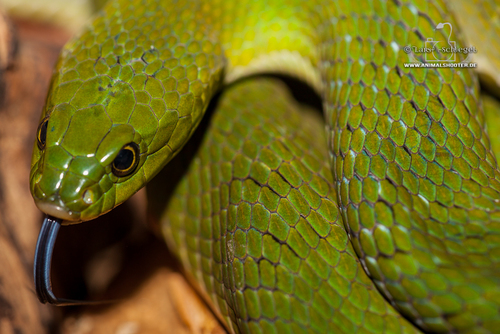 Green Night Adder
