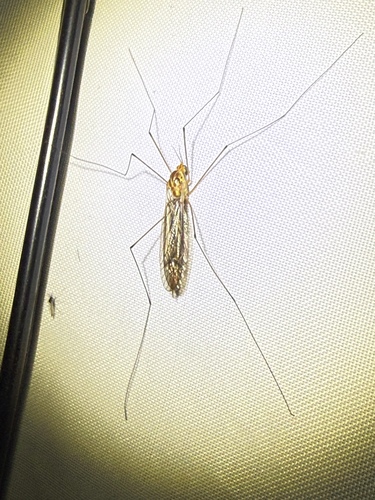 Unknown species found near Hoffman, NC, US