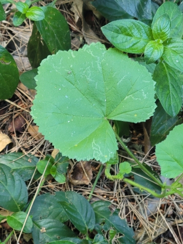 Unknown species found near South Coast Botanic Garden, Los Angeles County, US-CA, US