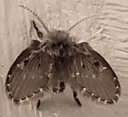 Unknown species found near Richmond Annex, Richmond, CA, USA