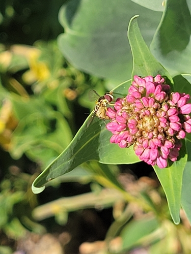 Unknown species found near South Coast Botanic Garden, Los Angeles County, US-CA, US