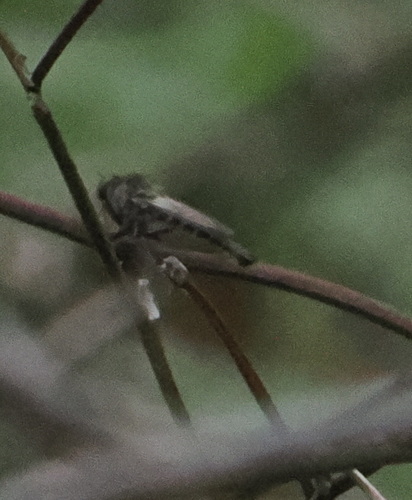 Unknown species found near Argyle Nature Trail, 200 Cook St, Argyle, TX 76226, USA