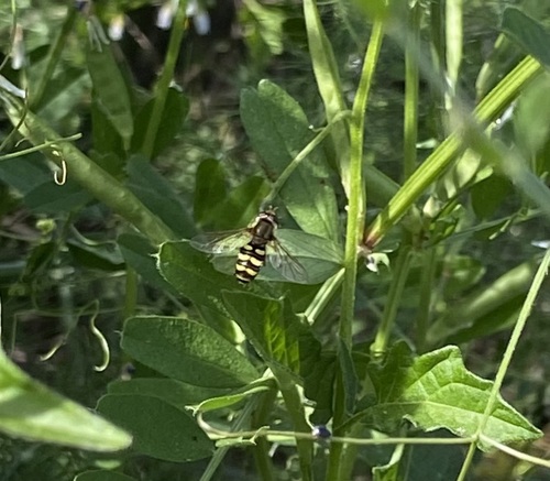 Unknown species found near Yerba Buena Island, San Francisco, CA, USA