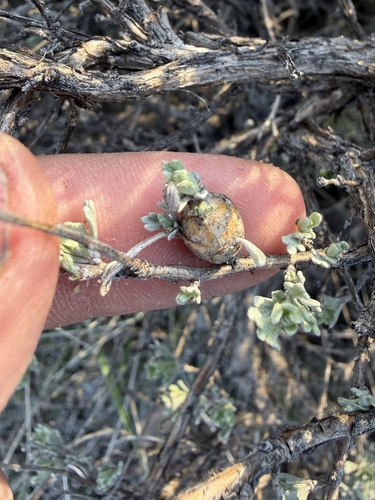 Unknown species found near Oregon, US