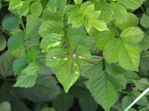 Unknown species found near Halecrest, Costa Mesa, CA 92626, USA