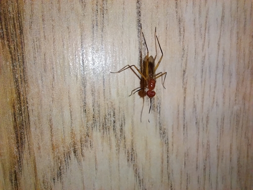 Unknown species found near Florida, US