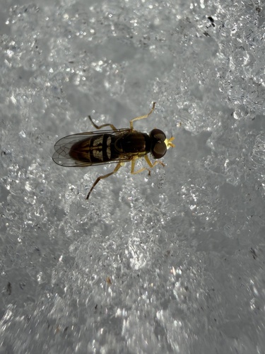 Unknown species found near Lake County, US-OR, US