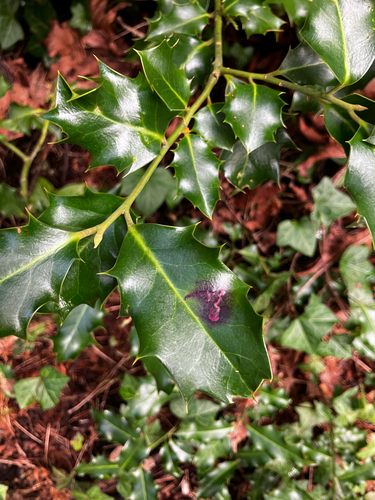 Unknown species found near Galloping Goose Regional Tr, Metchosin, BC, CA