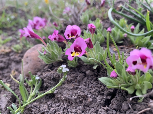 iNaturalist observation photo of tricolor monkeyflower