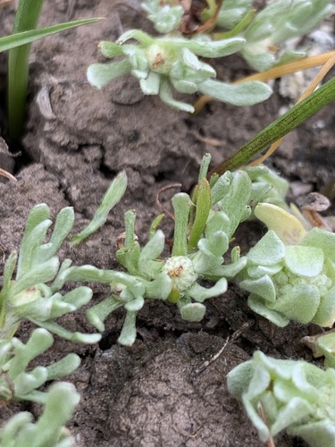 iNaturalist observation photo of Oregon woollyheads