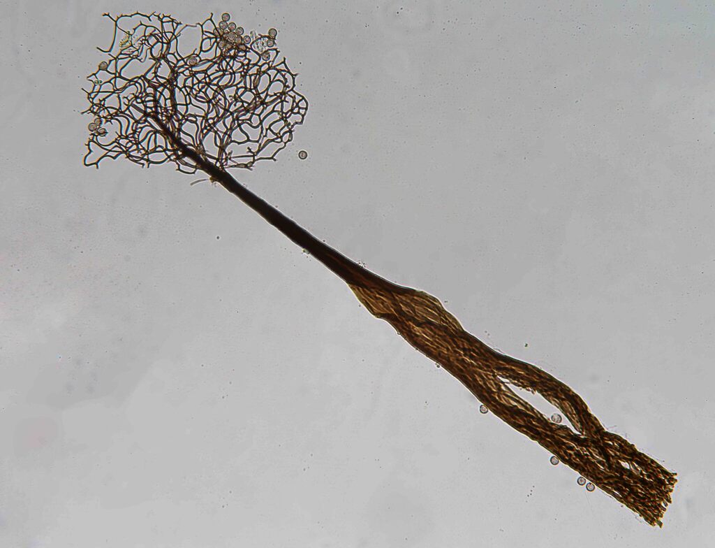 Paradiacheopsis from Birralee TAS 7303, Australia on November 5, 2013 ...