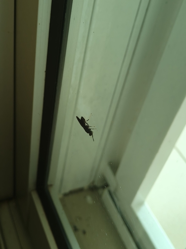 Black Soldier Fly