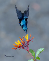Purple Sunbird