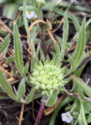 iNaturalist observation photo of San Diego Pepperweed