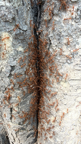 Asian Weaver Ant