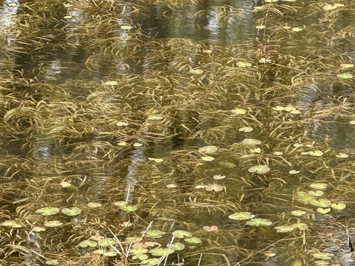 Curly-leaf Pondweed