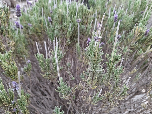 French lavender
