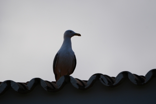Avistamiento Gaviota patiamarilla