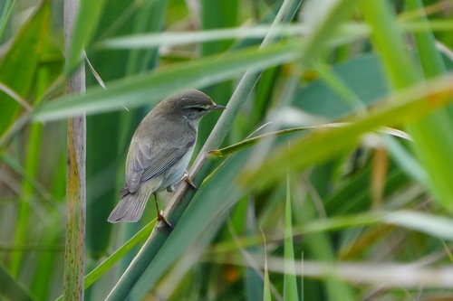 Avistamiento Mosquitero Común