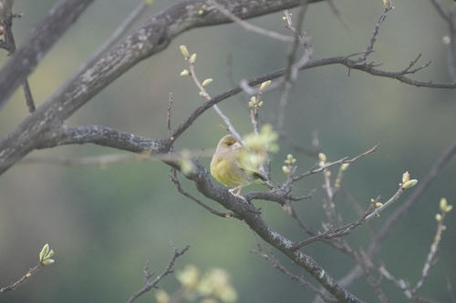 Avistamiento Chloris chloris