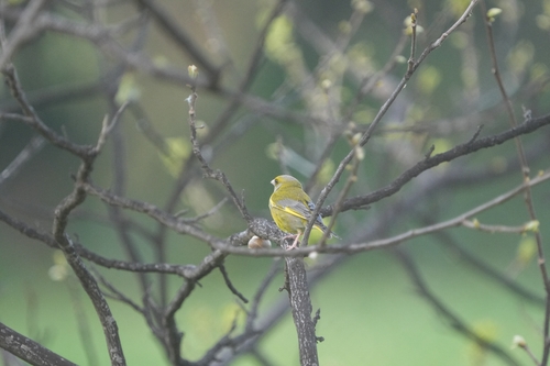 Avistamiento Chloris chloris